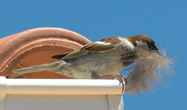 Les oiseaux utilisent aussi des plumes pour fabriquer leurs nids. &copy; guymoll, Flickr, cc by 2.0
