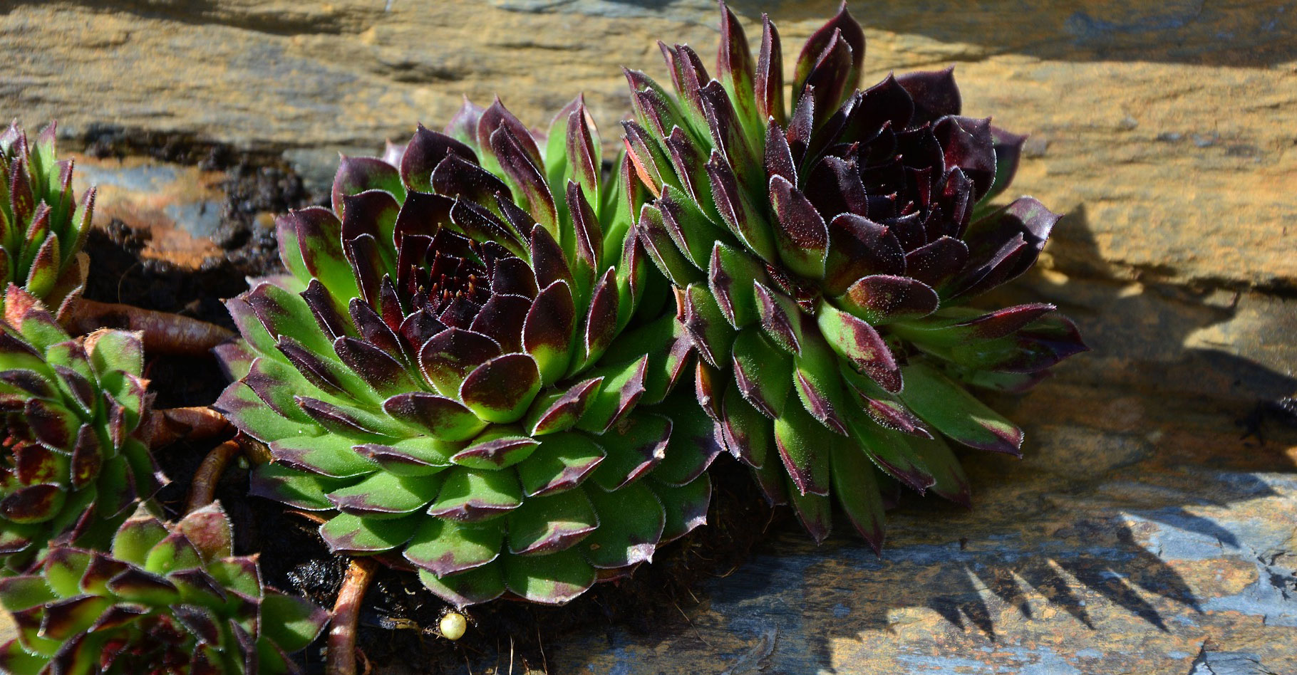 Des plantes grasses de roches. © Congerdesign, Pixabay, DP