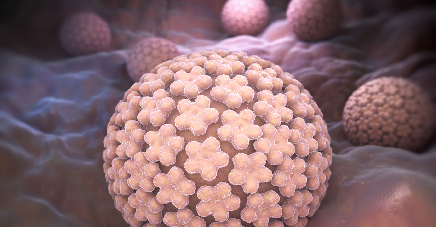 Quels traitements pour enlever les verrues ? Ici, Human papillomavirus (HPV). © Tatiana Shepeleva, Fotolia