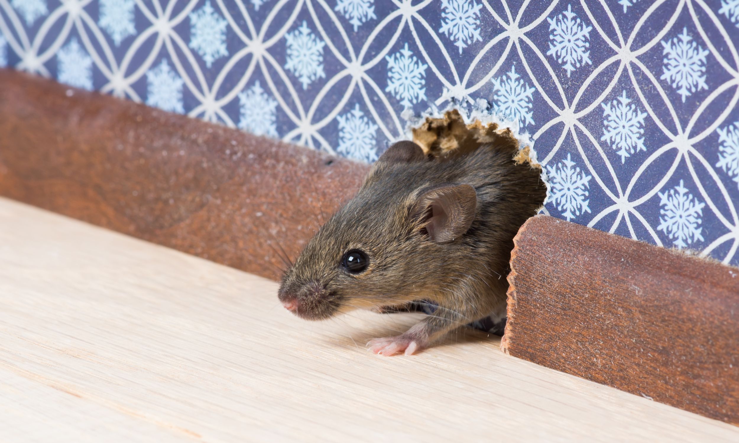 Les pièges à souris permettent de la retenir prisonnière et de la libérer dans la nature. ©Irina K., Adobe Stock