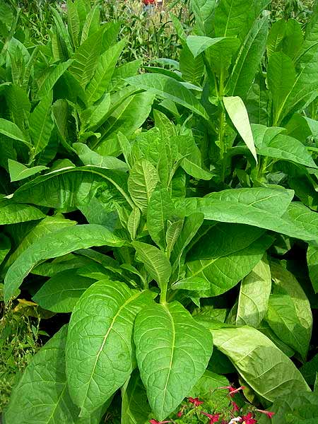 Le Tabac peut être très nocif pour la peau. Image : tabac rustique (Nicotiana rustica) - Crédits Atilin / Wikipédia