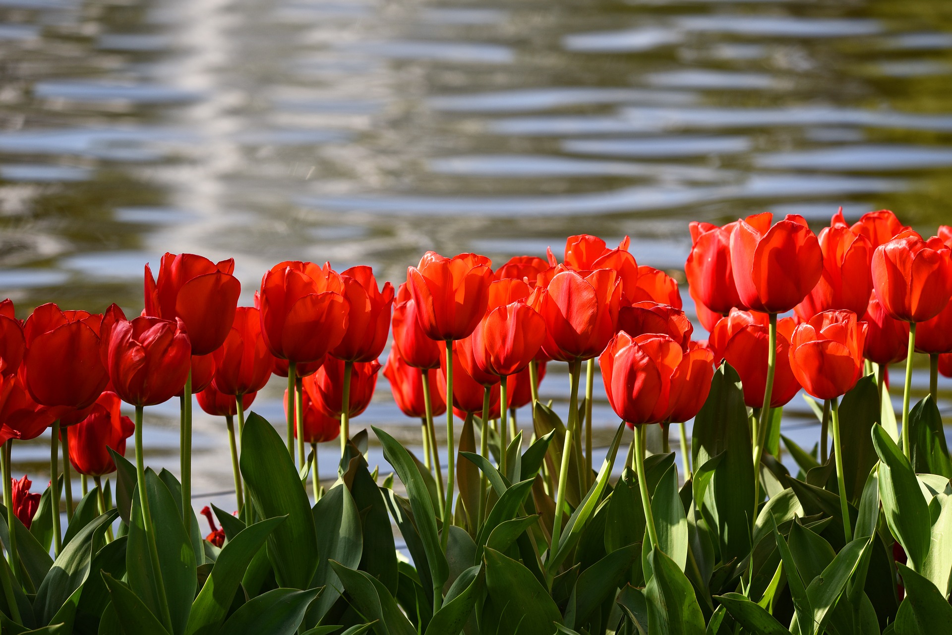 Tulipes pourpre. © MabelAmber, Pixabay, DP