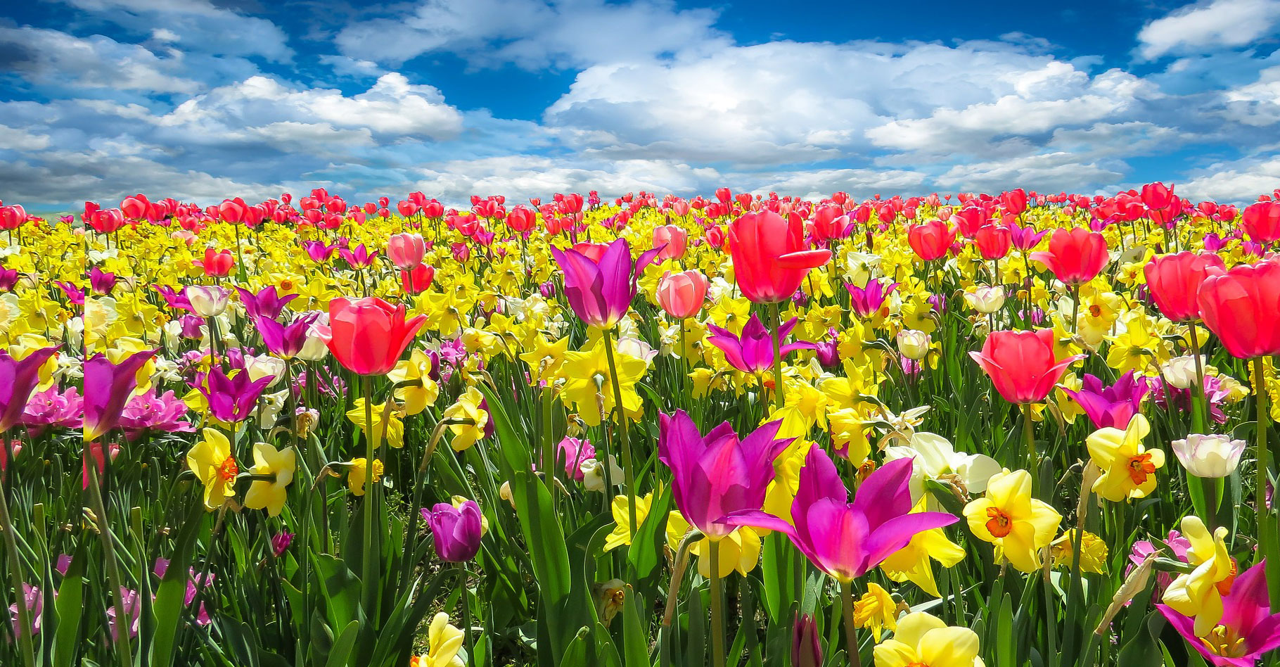Des tulipes plein champ ! © Gellinger, Pixabay, DP