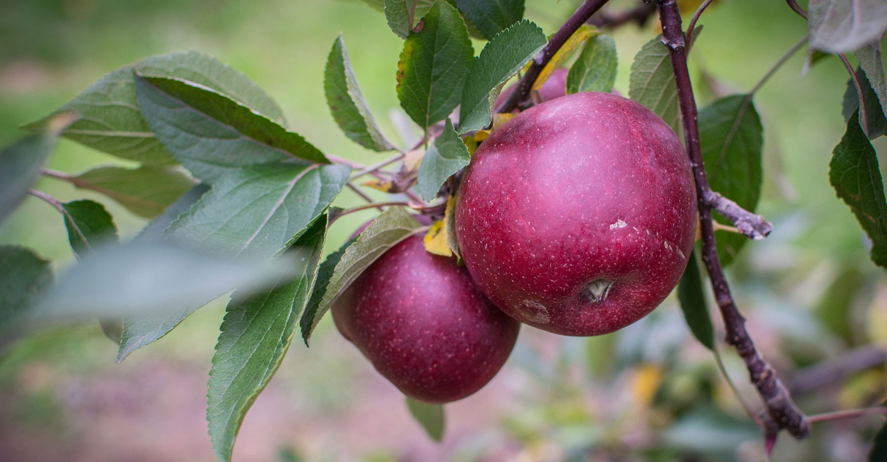 Les délicieuses pommes d'automne. © Americain trails, Pixabay, DP