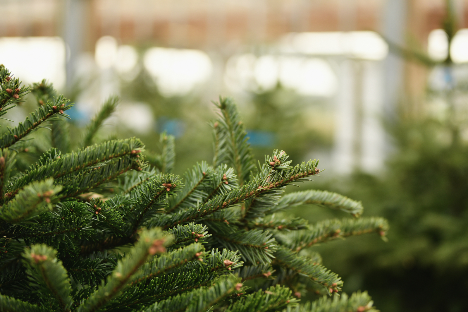 D'après vous, quand est-il opportun d'acheter votre sapin de Noël naturel ? © o1559kip, Adobe Stock