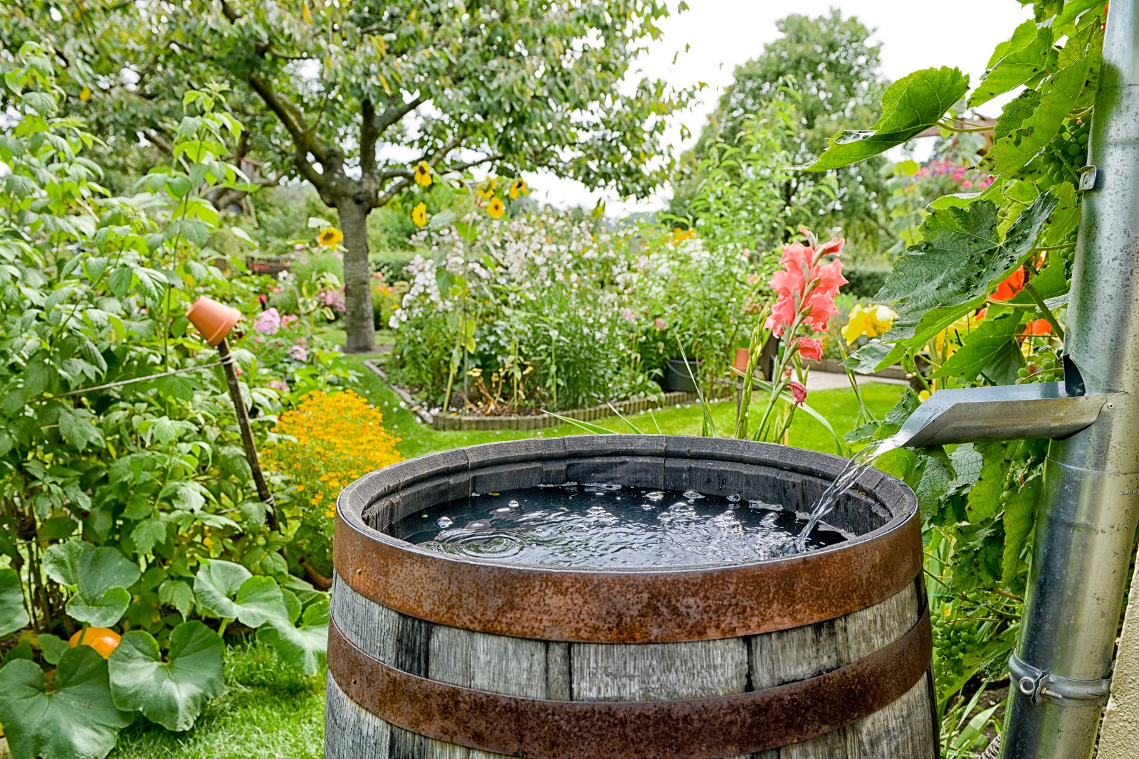Réserve d'eau de pluie. © schulzie, Adobe Stock