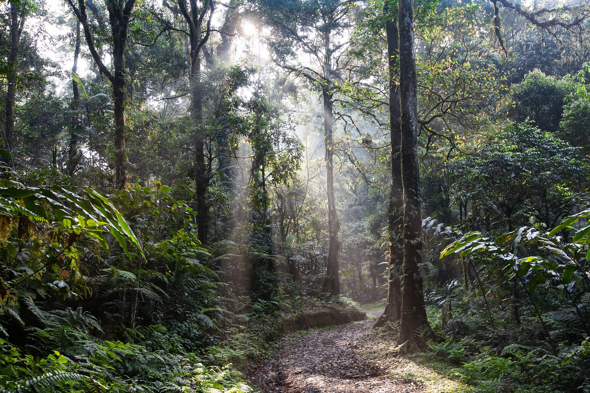 La moitié des jeunes pousses replantées dans les forêts tropicales meurt&nbsp;avant cinq ans. © Kanenori/Pixabay