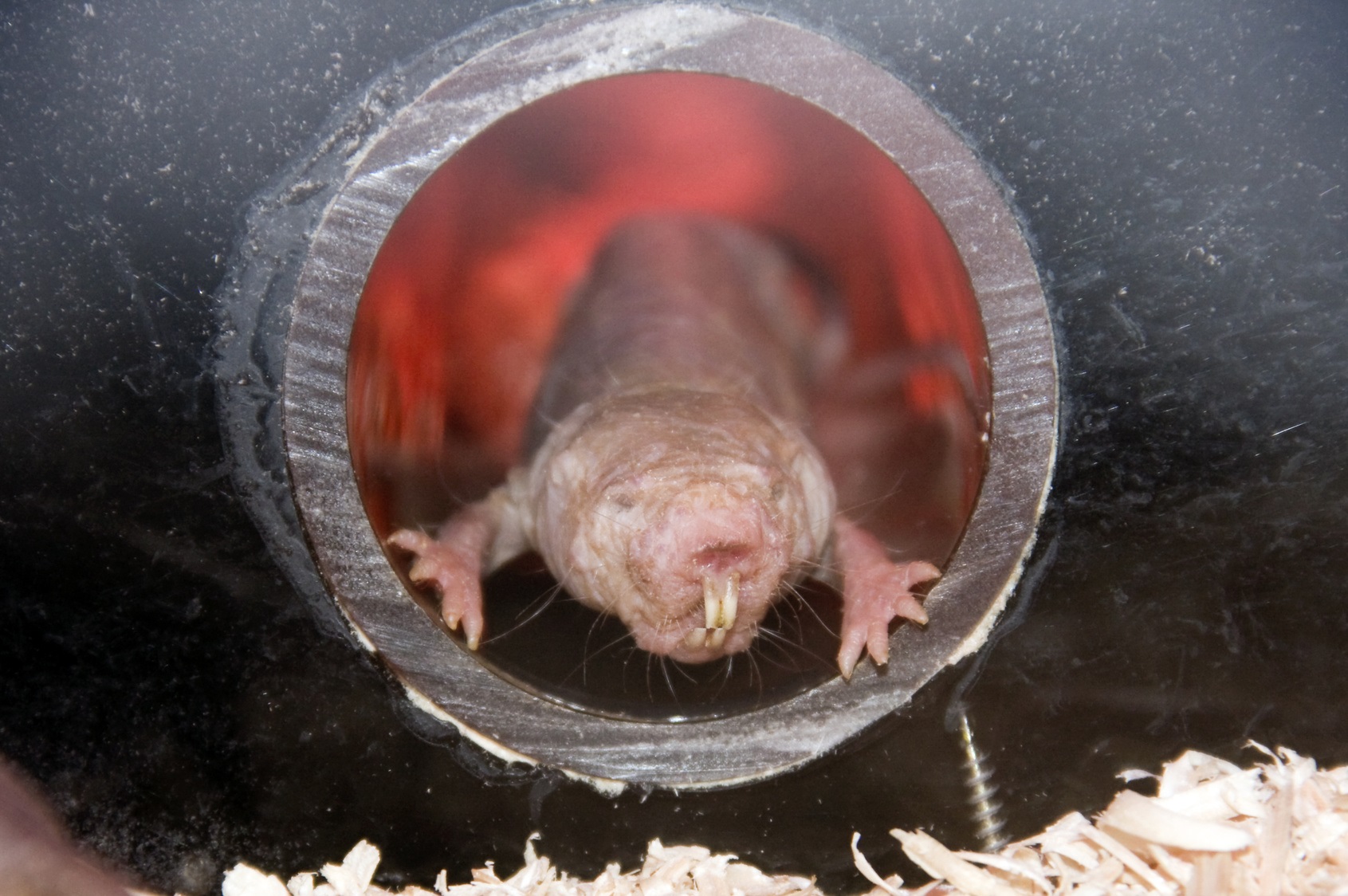 Bien que pas très beau, le rat-taupe nu a de nombreuses raisons pour séduire les biologistes. © belizar, Fotolia
