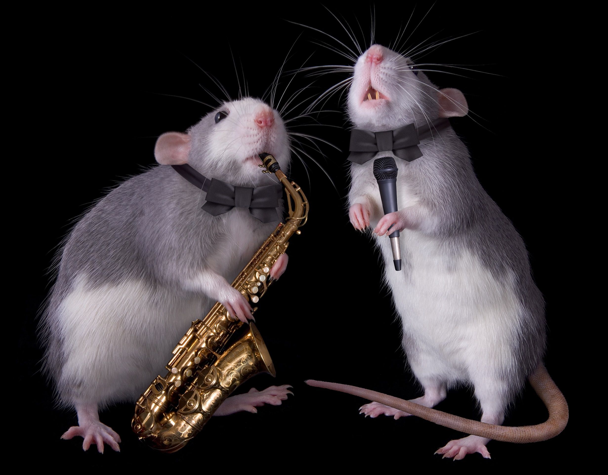 Les rats ont-ils le rythme dans la peau ? © CathyKeifer, Getty Images