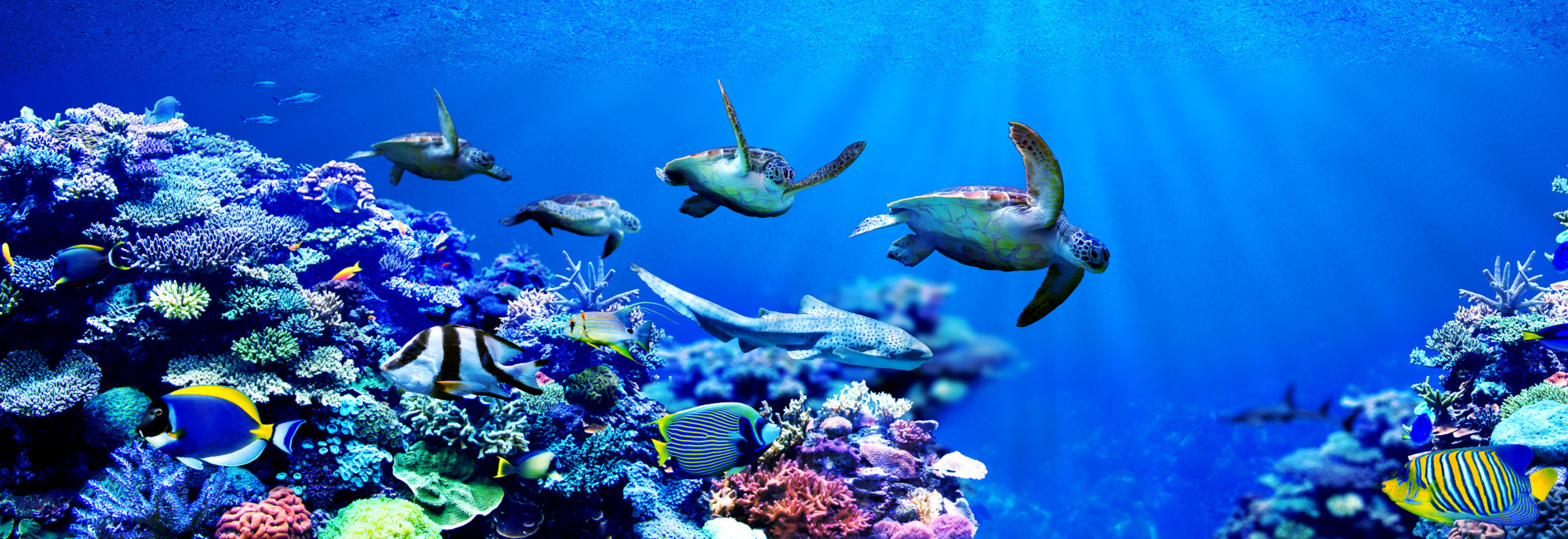 Le blanchissement des coraux est une conséquence des activités humaines. ©  Chonlasub, Adobe Stock
