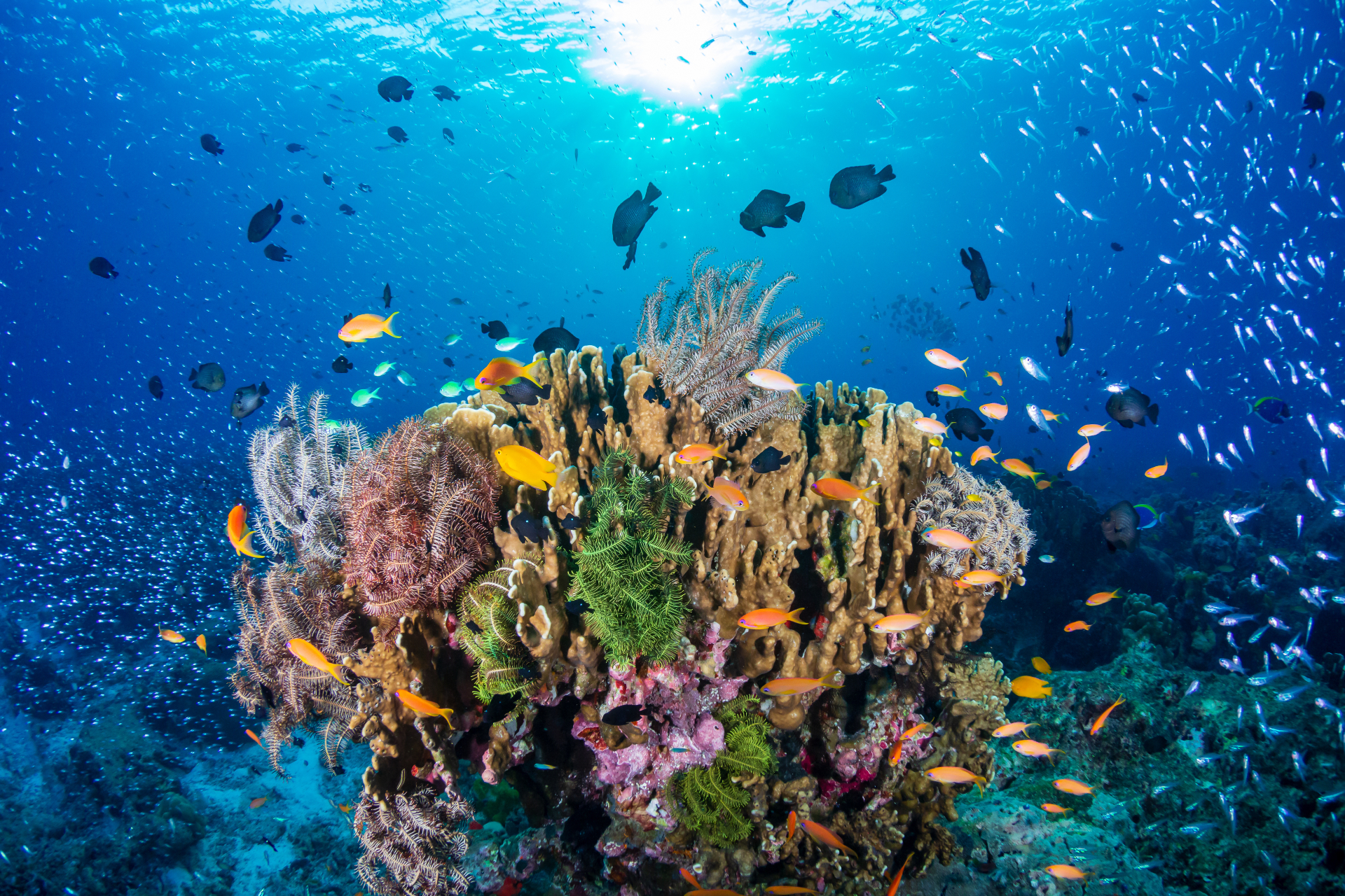 Un nouveau récif corallien a été découvert en Australie, le premier depuis 120 ans. © whitcomberd, Adobe Stock