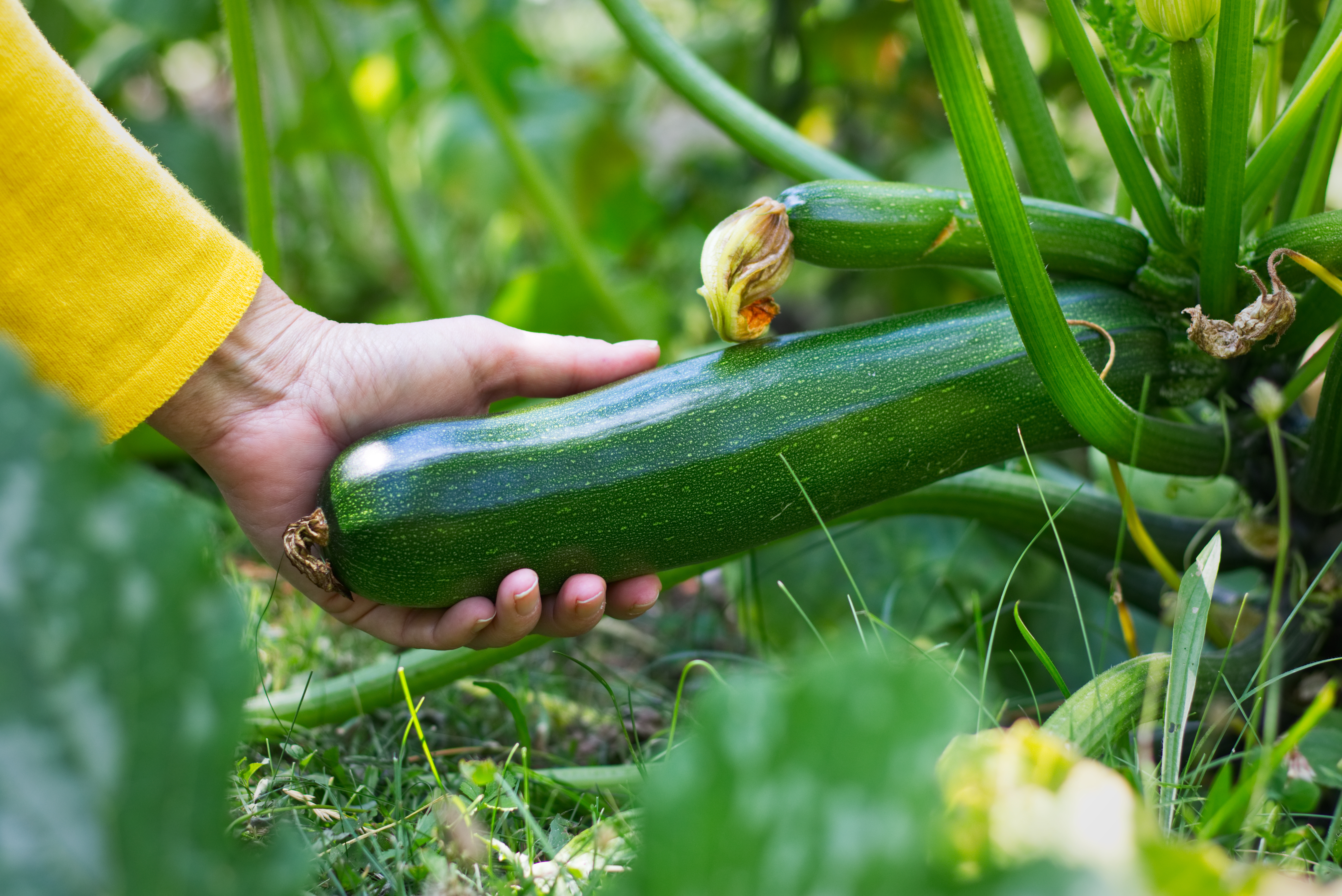 Courgettes fraîchement cueillies, prêtes à être consommées ou conservées. © encierro, Adobe Stock