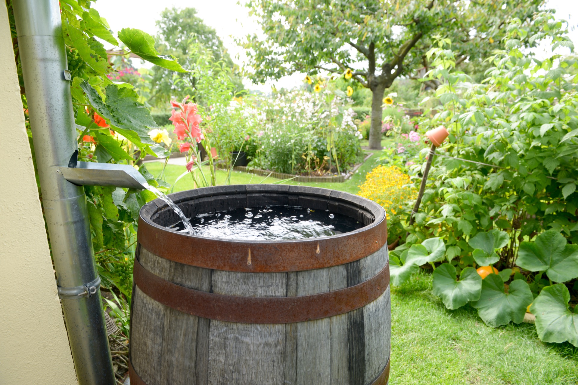 Avoir une cuve de récupération des eaux de pluie dans son jardin s'avère très utile et permet d'économiser sur la facture d'eau. © Schulzie, Adobe Stock