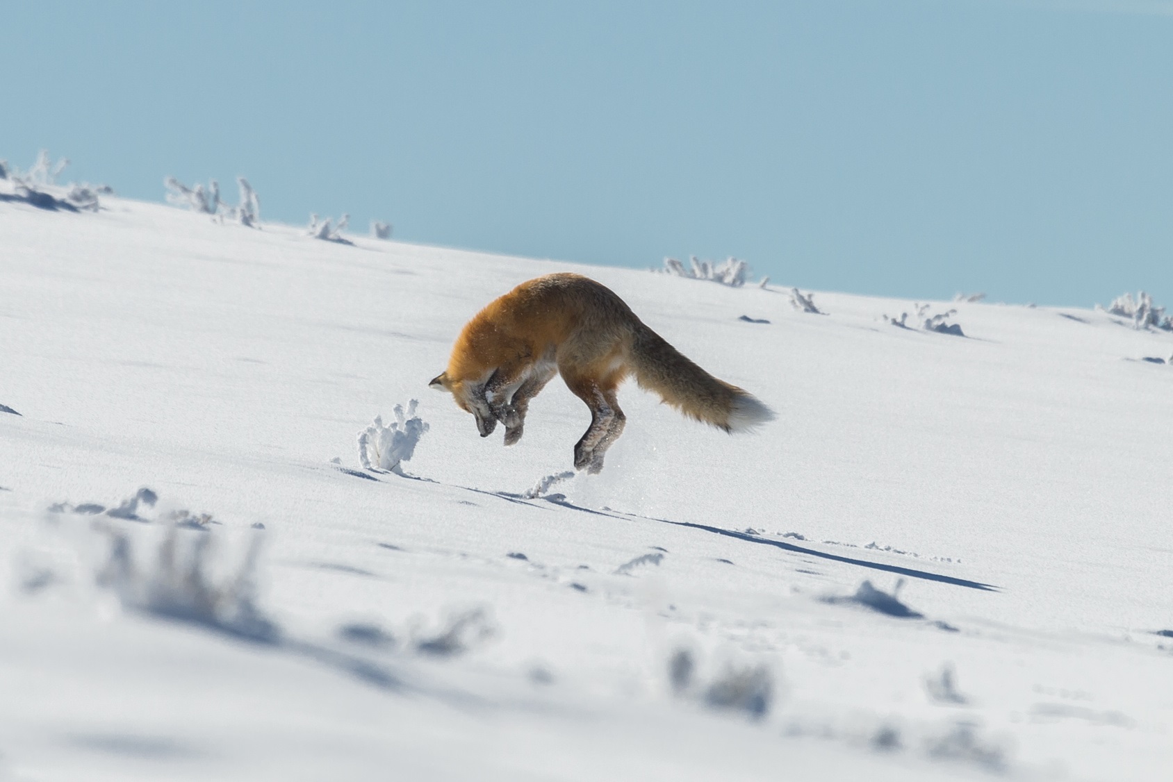 Le renard roux cherche sa proie sous la neige. © mtnmichelle, Fotolia