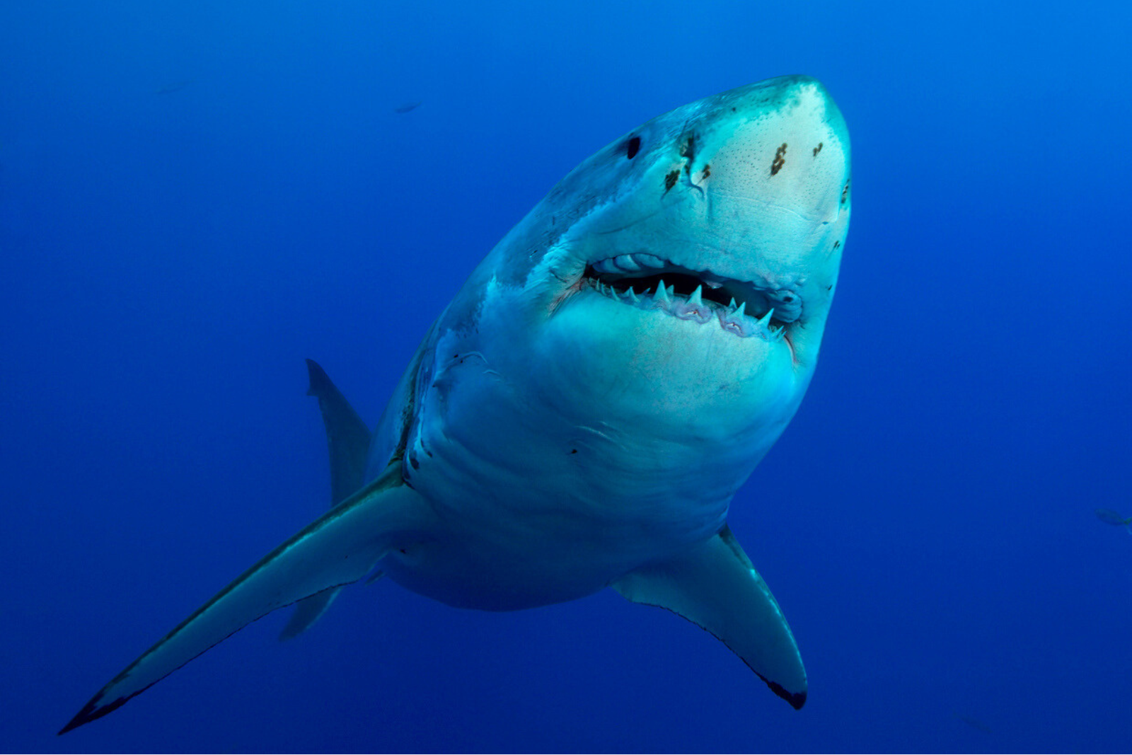 Un requin blanc hors norme observé dans l’Atlantique : une créature impressionnante. © Below_surface, iStock