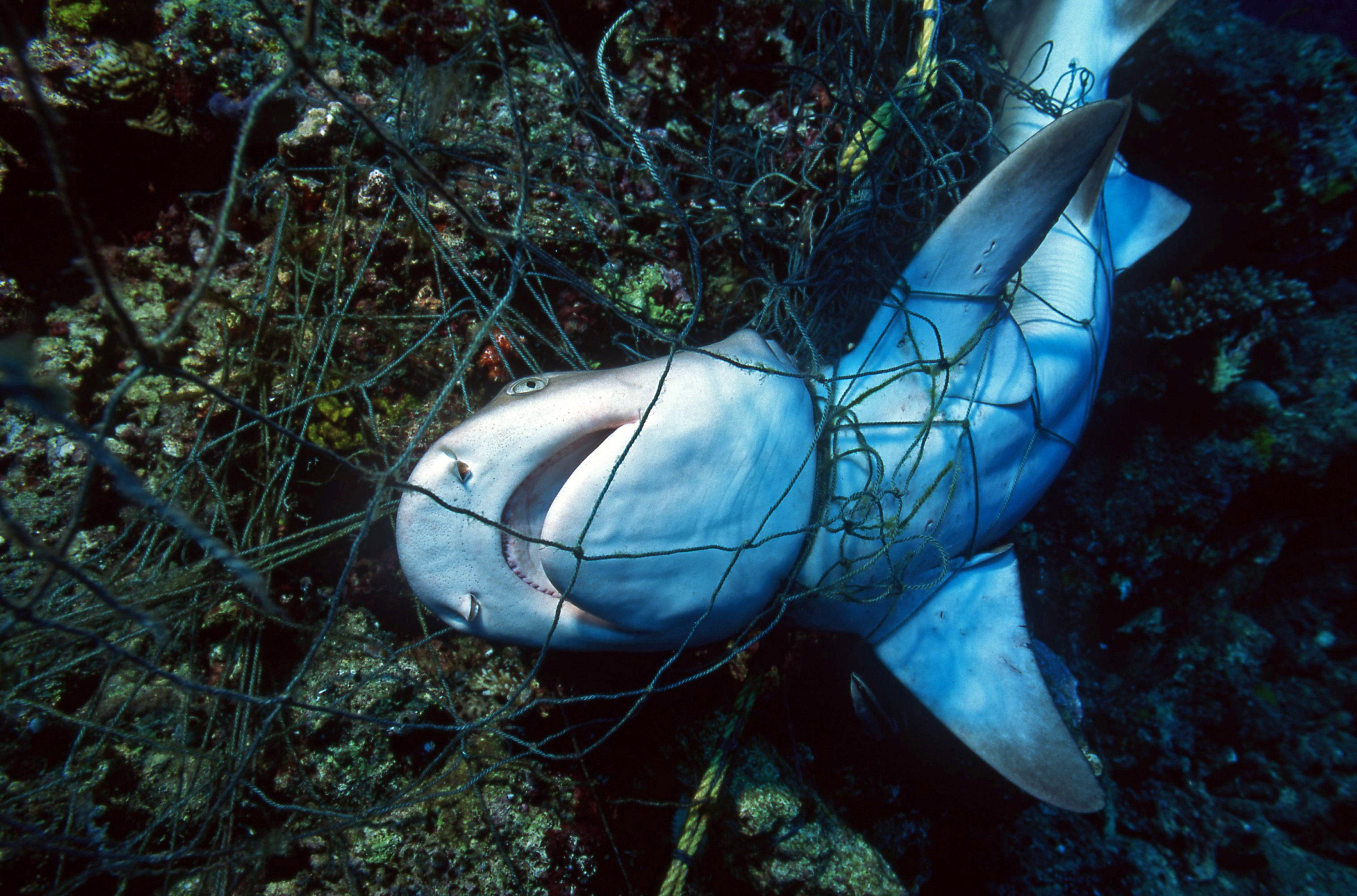 Victime d’échouages et de prises accidentelles dans les filets de pêche, le requin grand-gueule est rarement observé vivant. © Vision Dive, Adobe Stock