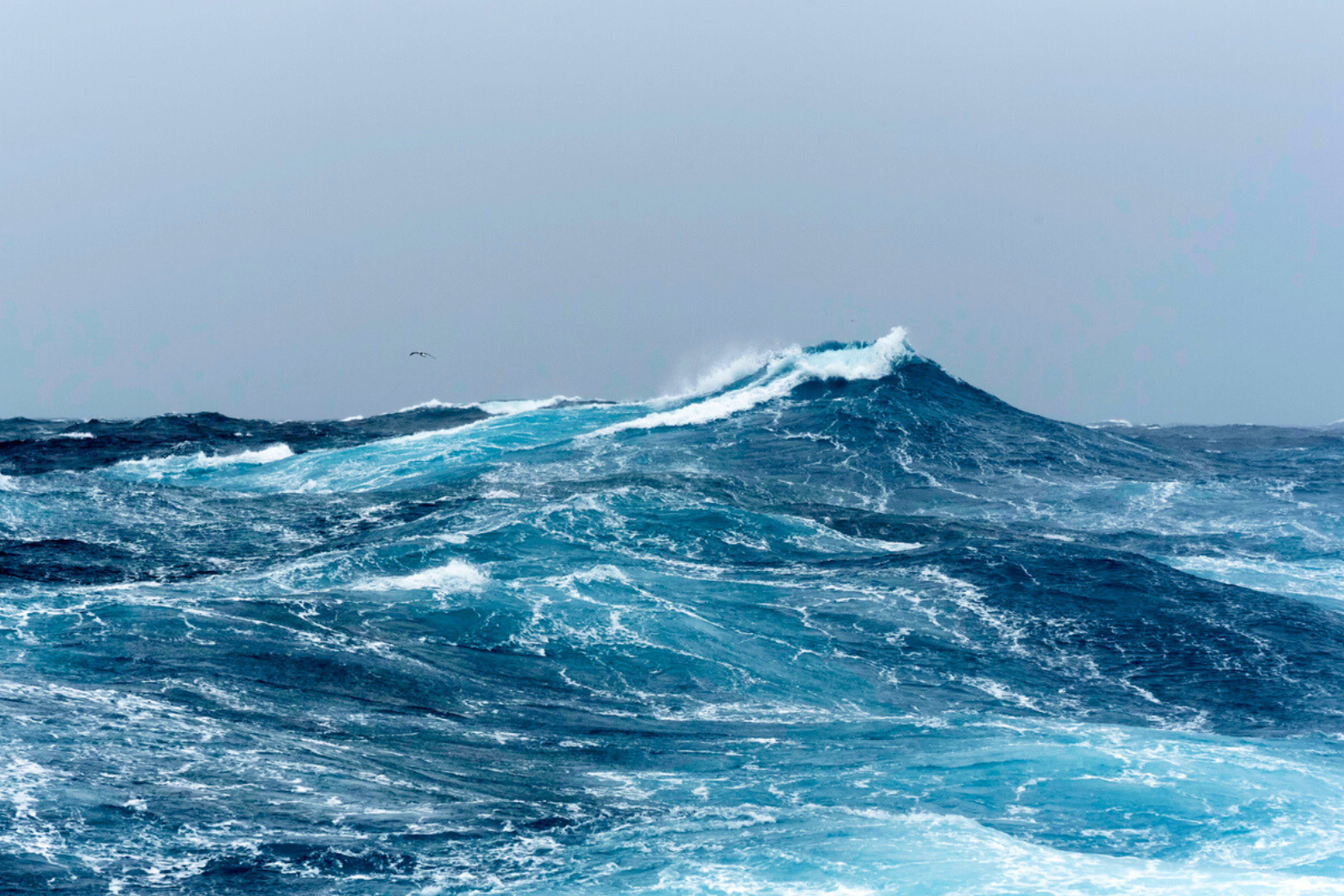 Ce requin du Groenland pourrait-il nous apprendre à vivre 400 ans ? © Bobbushphoto, iStock