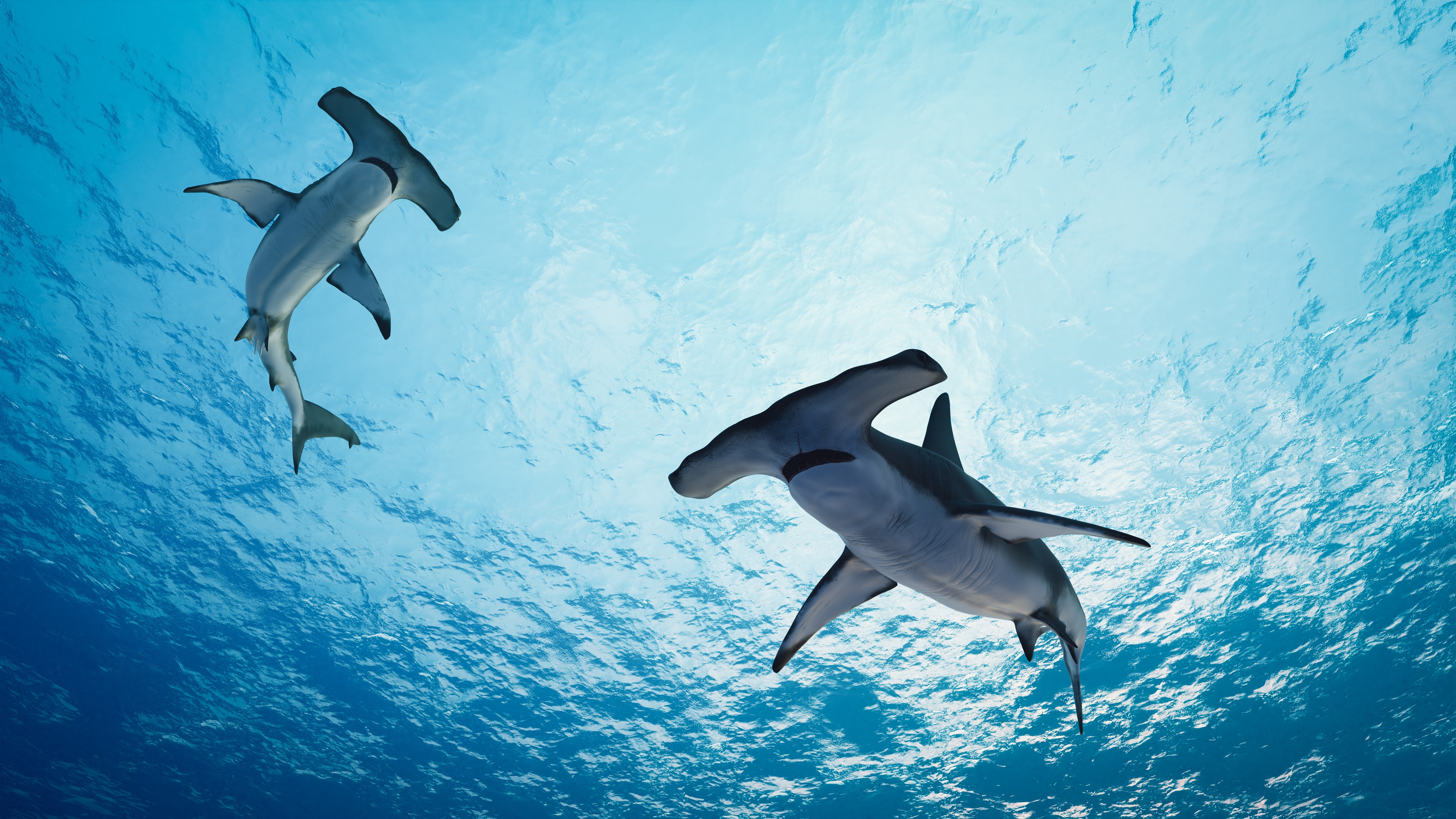 Une équipe de biologistes a étudié les stades de développement embryonnaire d’une espèce de requin-marteau pour la première fois ! © nonnie192, Adobe Stock