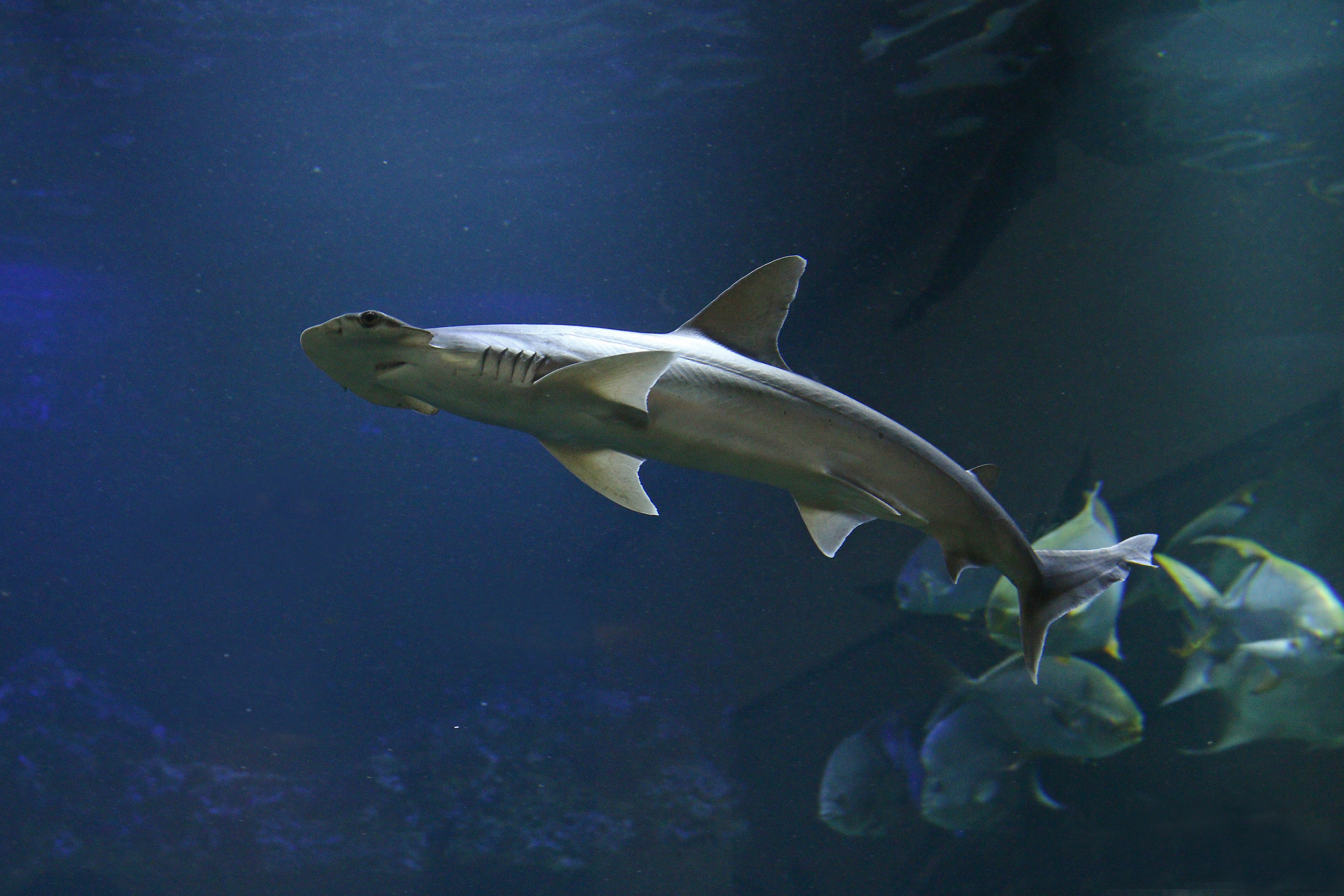 Une nouvelle espèce de requins a été découverte parmi les requins-marteaux tiburo, divisant la population Atlantique ! © Jiri Prochazka, Adobe Stocks