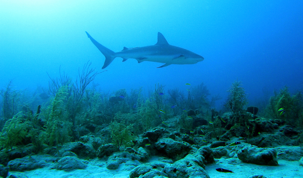 La plupart des espèces de requins sont sédentaires et mènent une vie benthique, notamment au sein des récifs coralliens où la nourriture est présente en abondance.&nbsp;©&nbsp;Vic DeLeon, Flickr, cc by nc nd 2.0