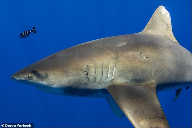 Les cicatrices rondes sont visibles sur la peau de ce requin longimane, près de son aileron dorsal. © Deron Verbeck