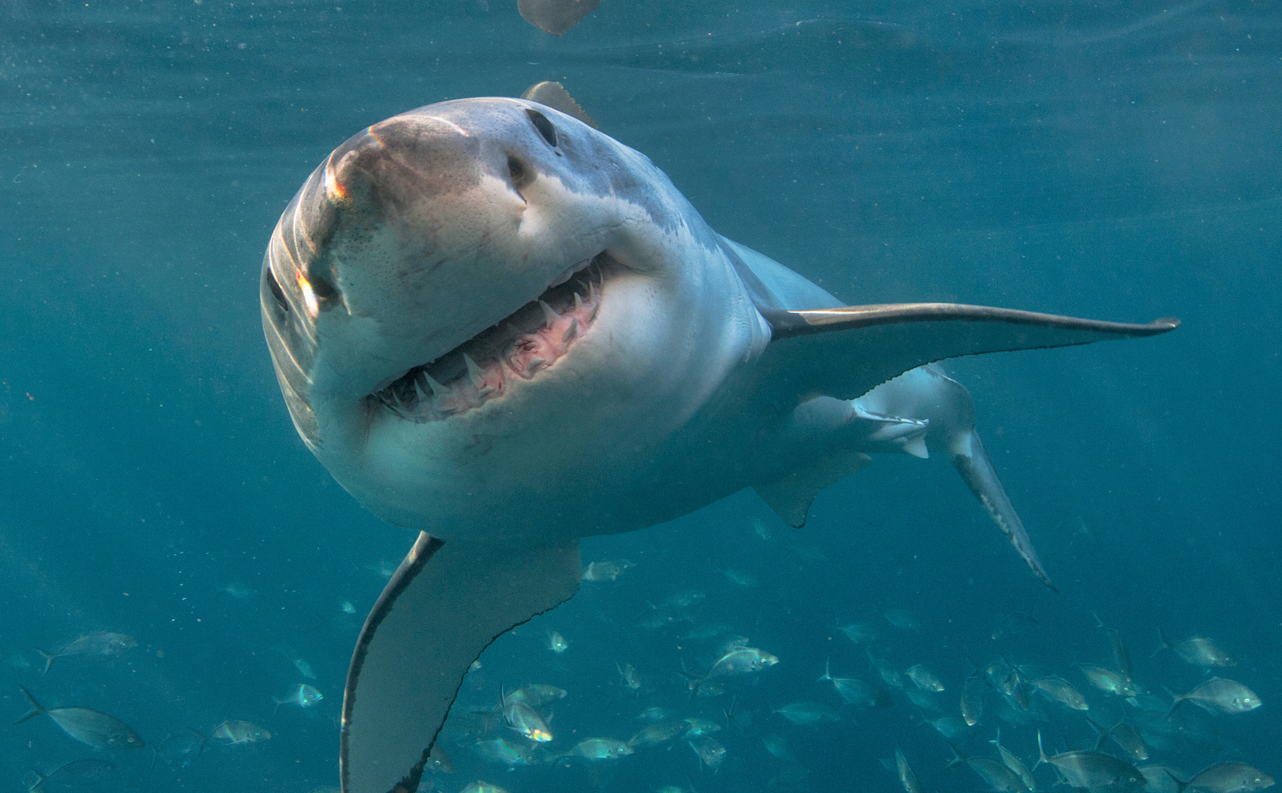 Plusieurs espèces de raies, proches parentes des requins, sont également connues pour produire des clics lorsqu'elles sont perturbées par les plongeurs. © The Ocean Agency, AdobeStock