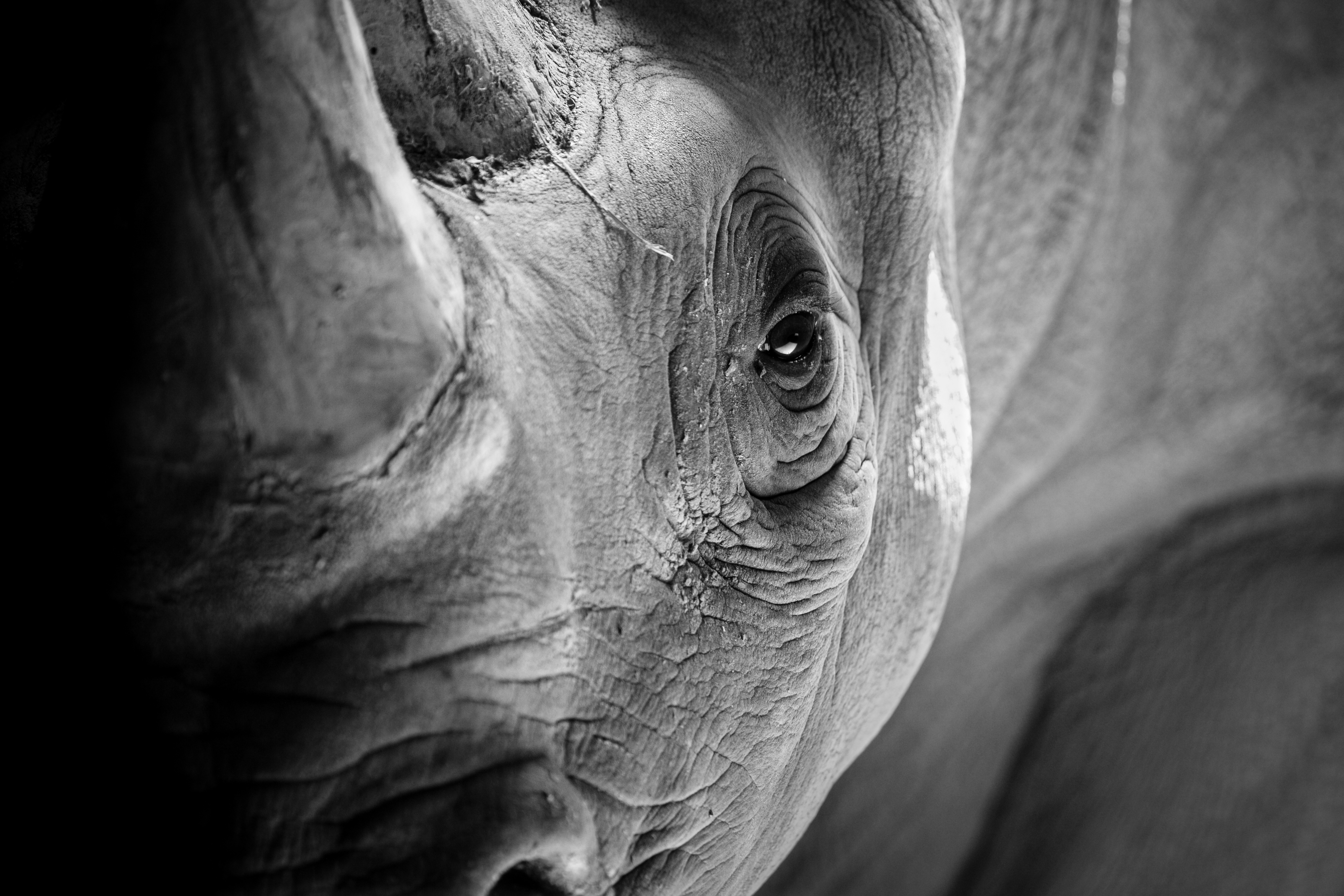 Les rhinocéros blancs se divisent en deux sous-espèces. Les rhinocéros blancs du Nord sont fonctionnellement éteints, ceux du Sud sont quasi menacés, mais en augmentation.&nbsp;© Sherrod Photography, Adobe Stock