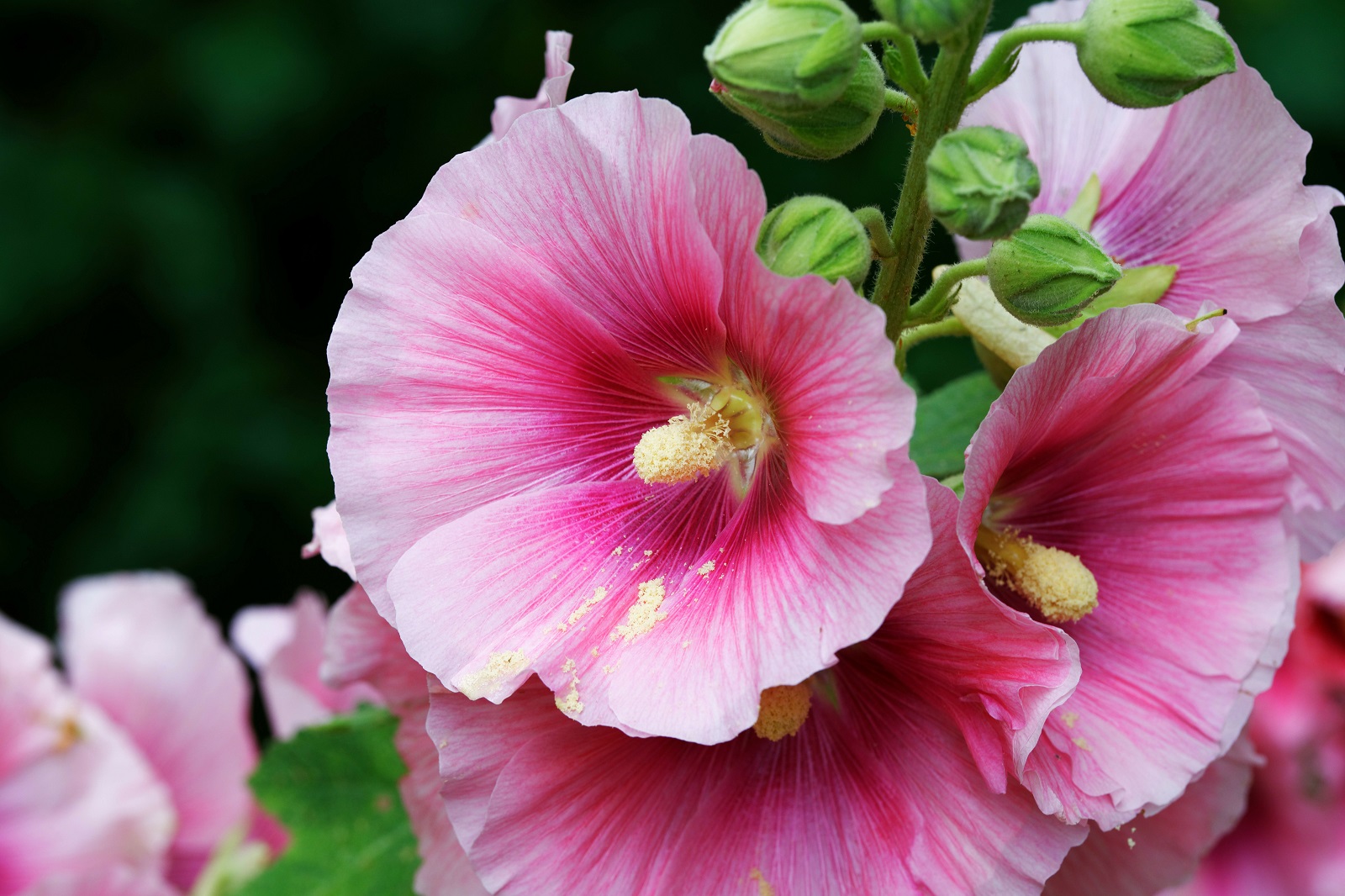 Magnifique floraison de roses trémières. © Gehapromo, Adobe Stock