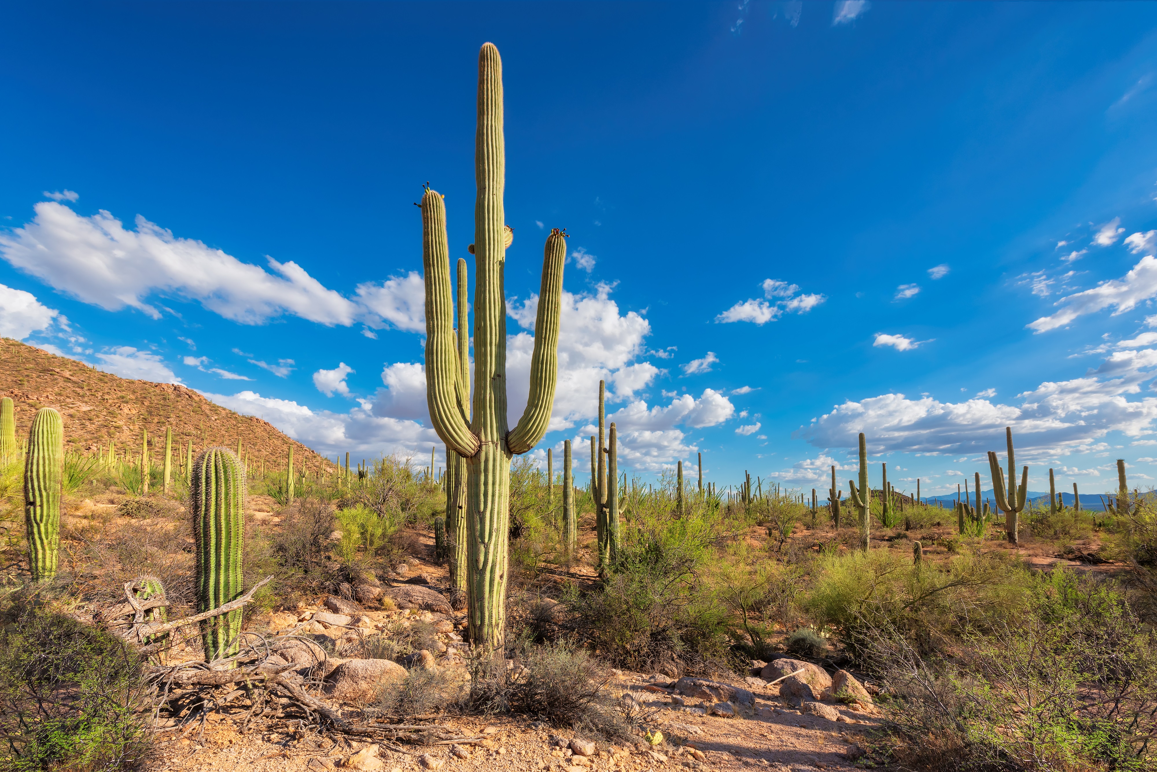 Les cactus saguaros n'arrivent pas à se renouveler dans le désert américain. © lucky-photo, Adobe Stock