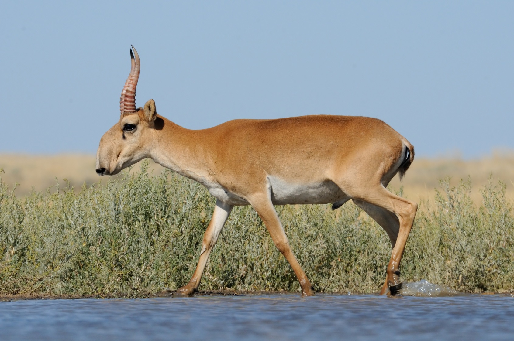 L’antilope saïga est en danger d’extinction. © Victor Tyakht, Fotolia 