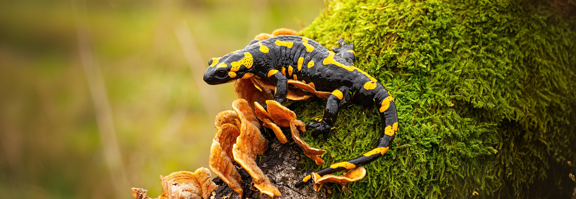 Une salamandre photographiée sur une branche d'arbre. © WildMedia, Adobe Stock   