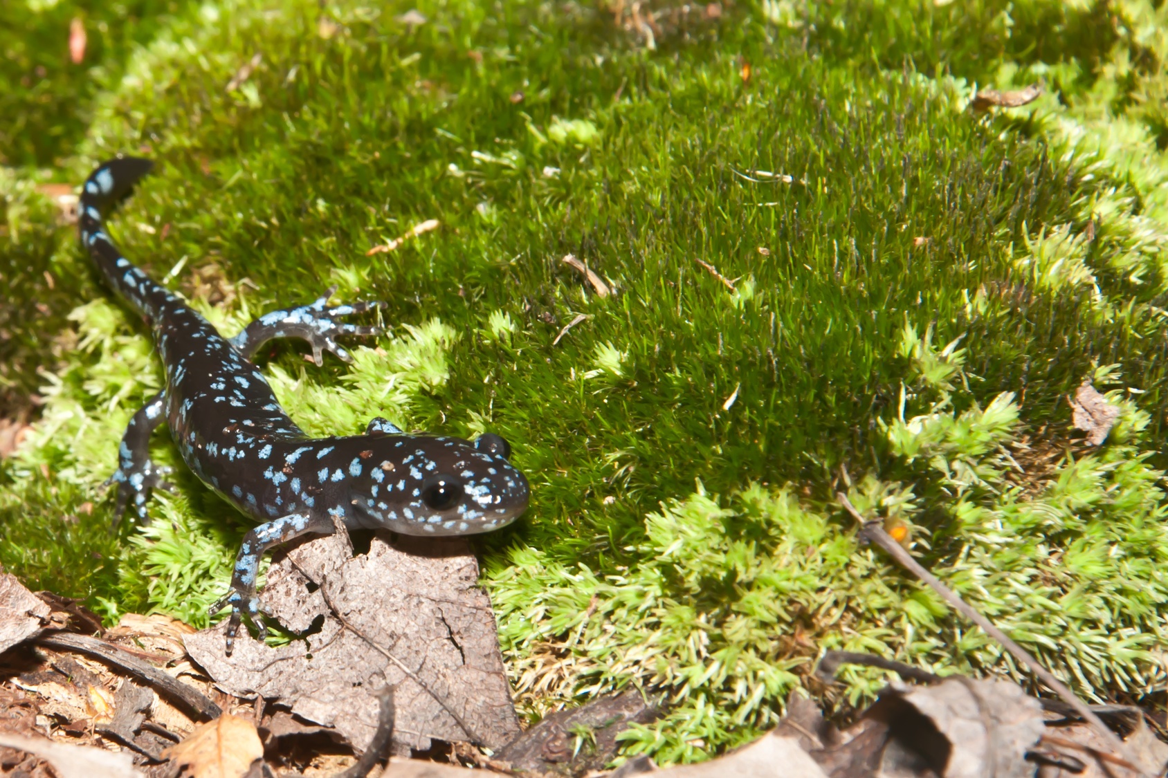 La salamandre à points bleus est l’une des espèces sexuées qui fournit des gènes à cette curieuse salamandre. © ondreicka, Fotolia