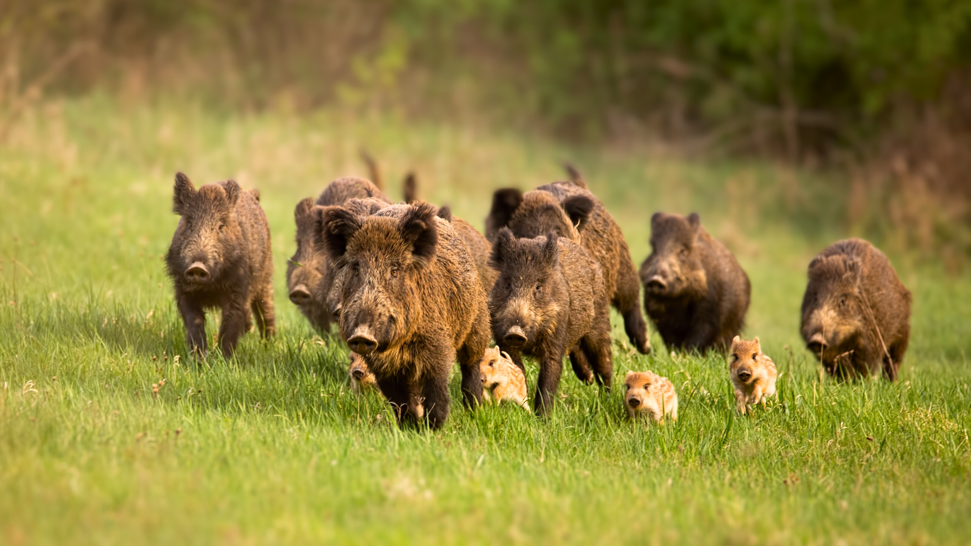 Une famille de sangliers (Sus scrofa) s'éloigne du danger dans un pré d'herbe verte. Une portée comprend généralement de 2 à 10 marcassins. © WildMedia, Adobe Stock
