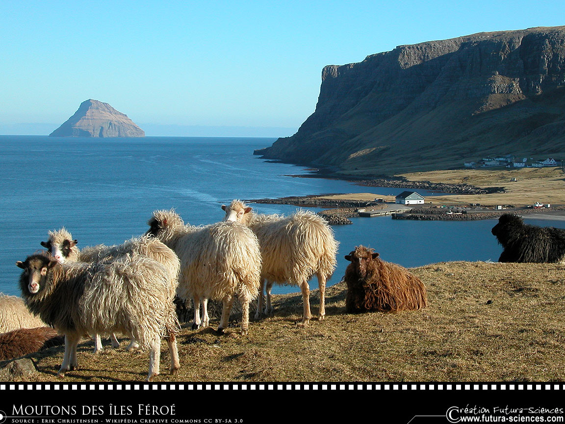 Moutons des îles Féroé