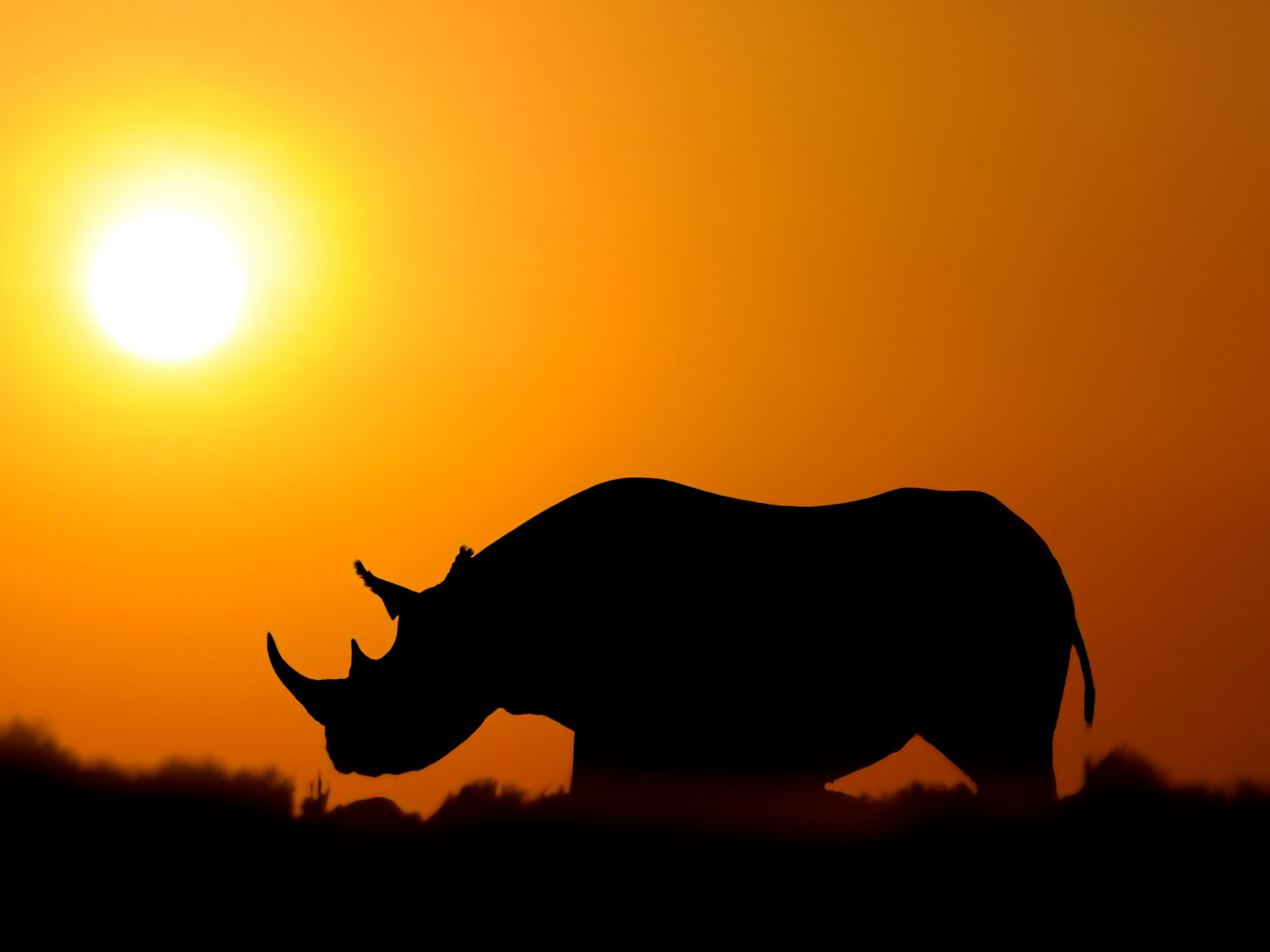Rhinocéros au soleil de midi