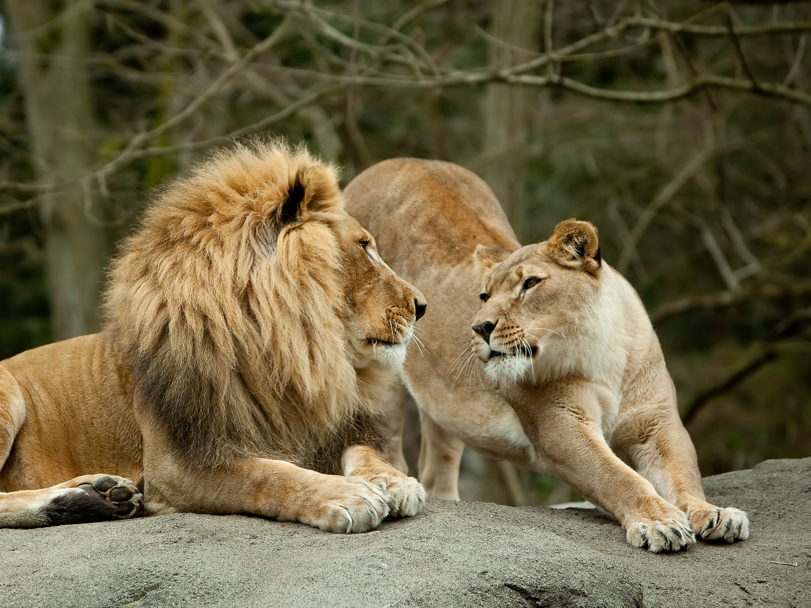 Lion et lionne l'heure des calins