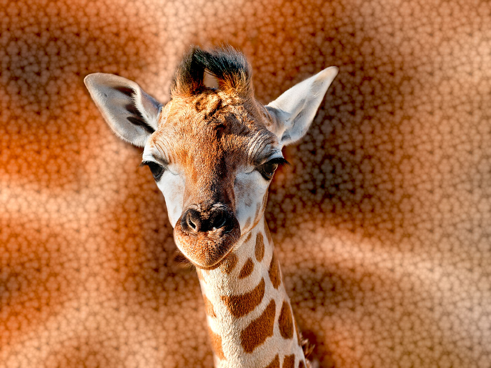 Girafon Prenant La Pause Fond D cran Et Images Gratuites Girafon Prenant La Pause Fond D cran Et Images Gratuites