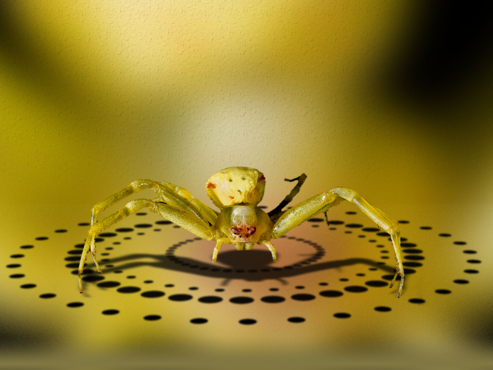 Araignée crabe citron