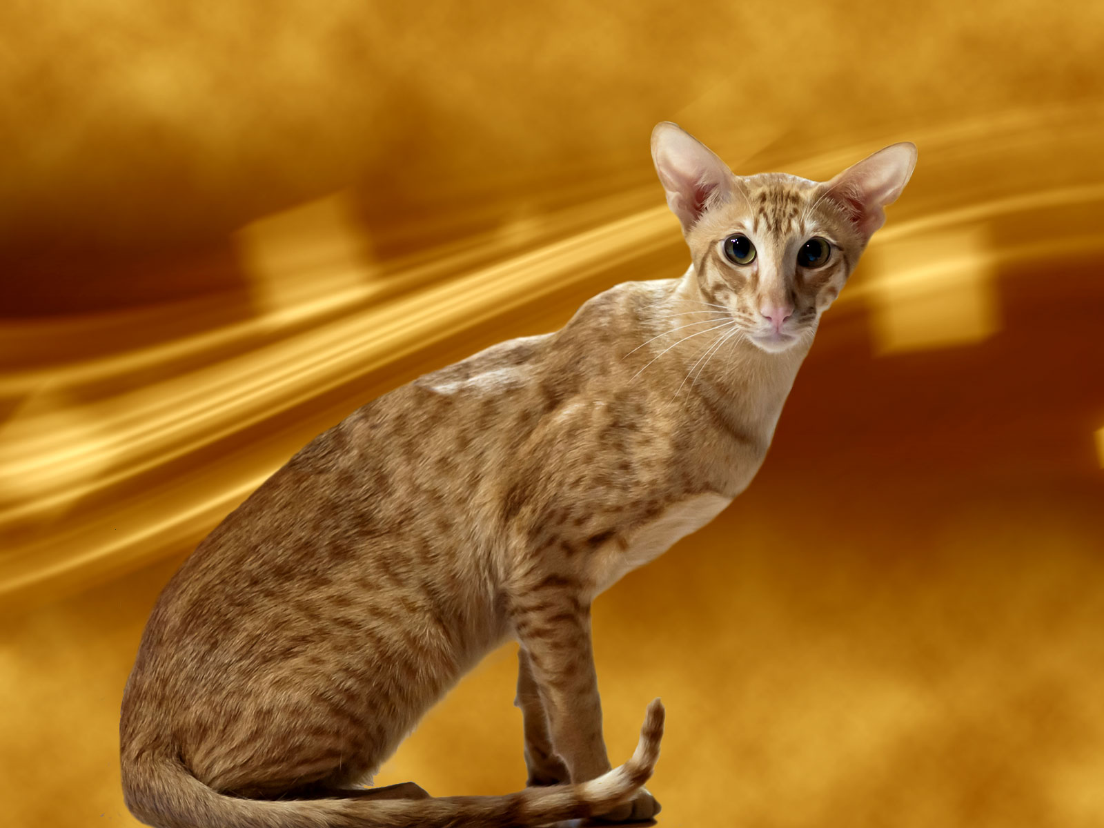 Chat Oriental shorthair red spotted tabby