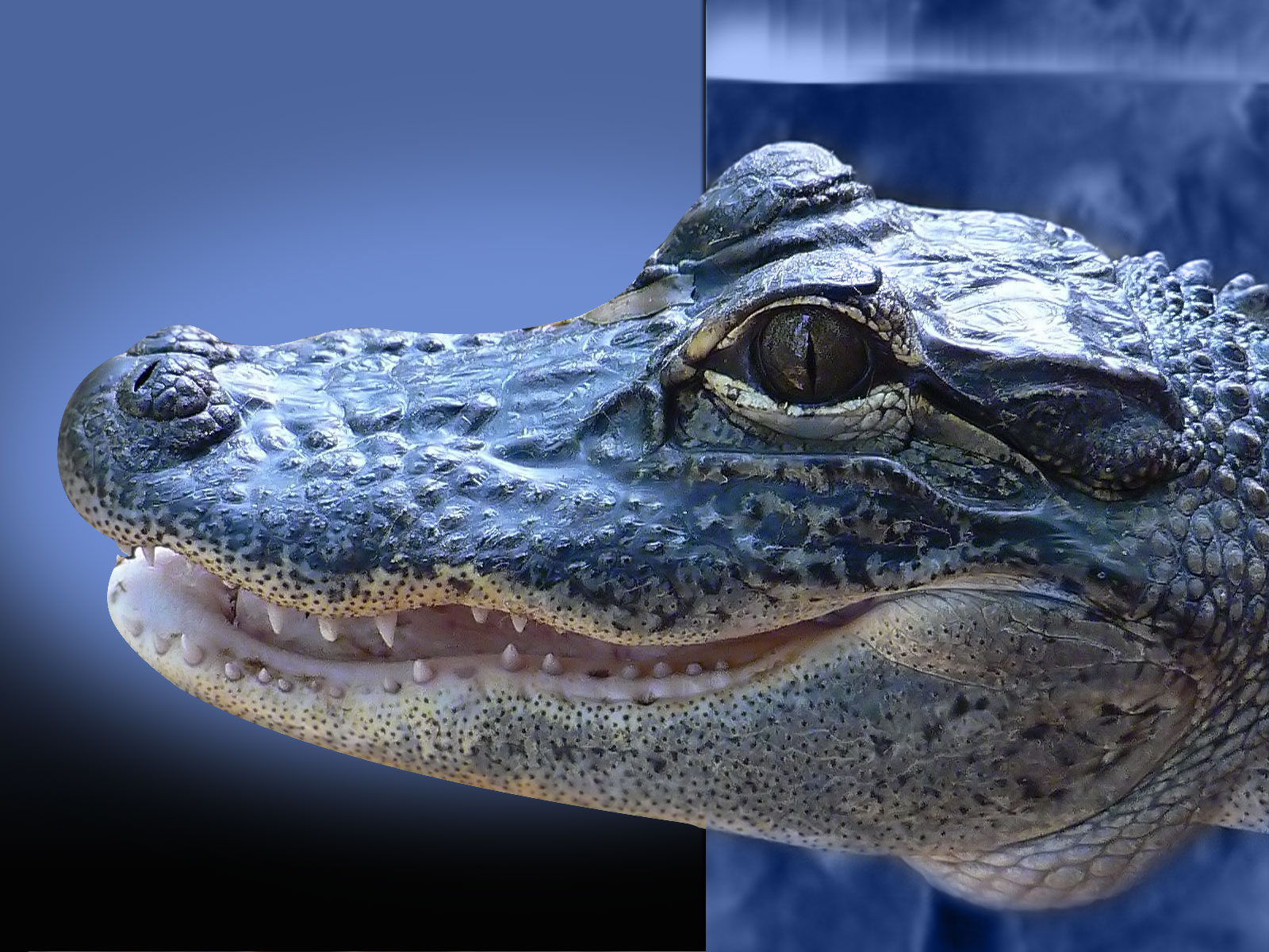 Alligator américain