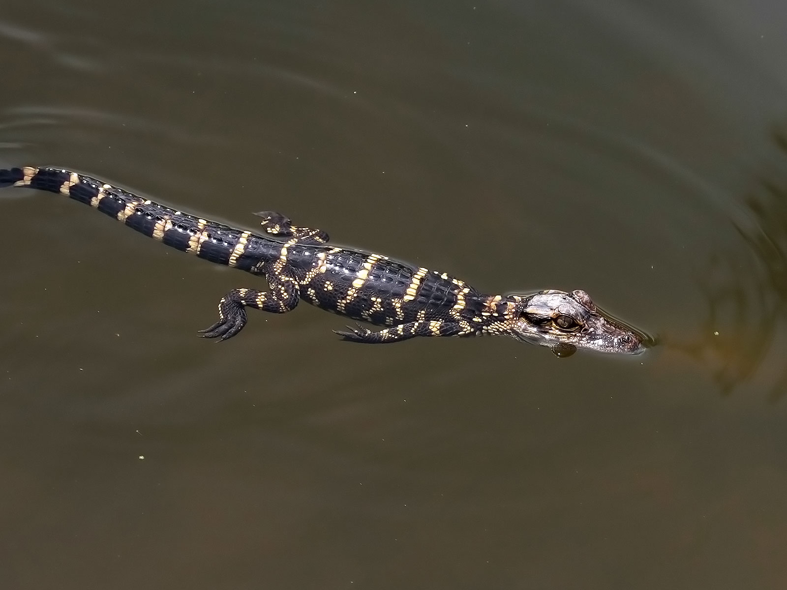 Bébé alligator américain - Alligator mississippiensis