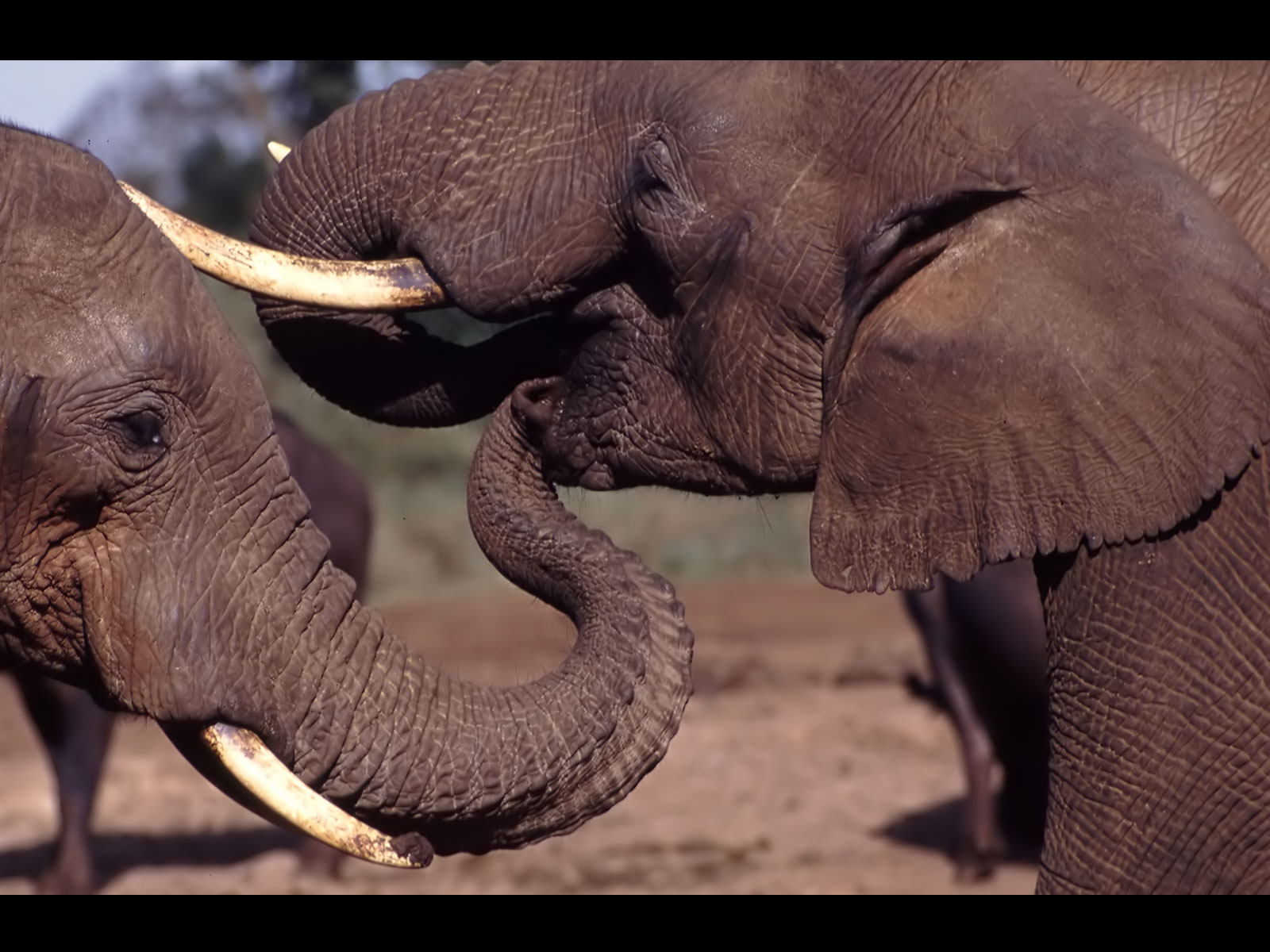 Conversation entre éléphants