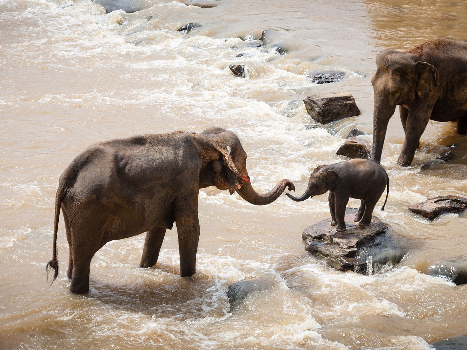 Le formidable pouvoir d'apprentissage chez les éléphants