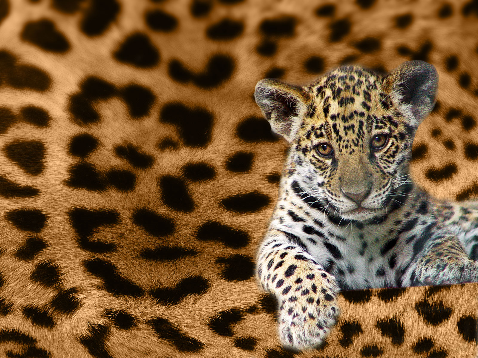 Bébé léopard