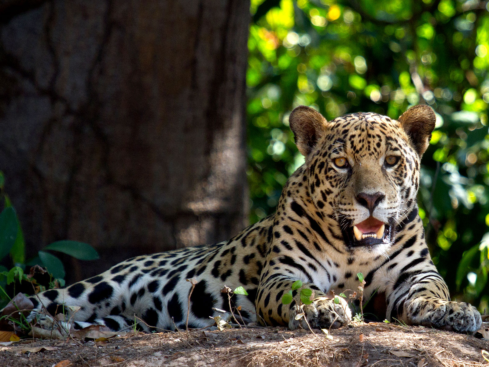 Jaguar du Pantanal