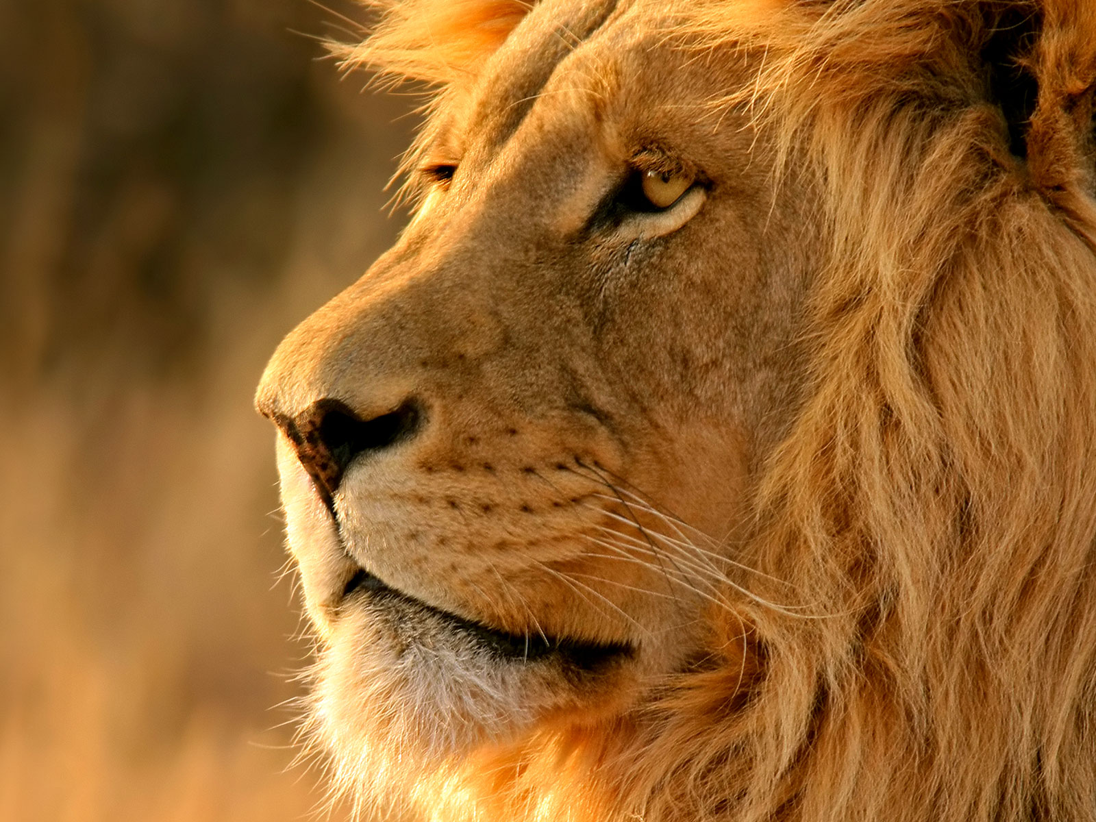 Sa Majesté le Lion