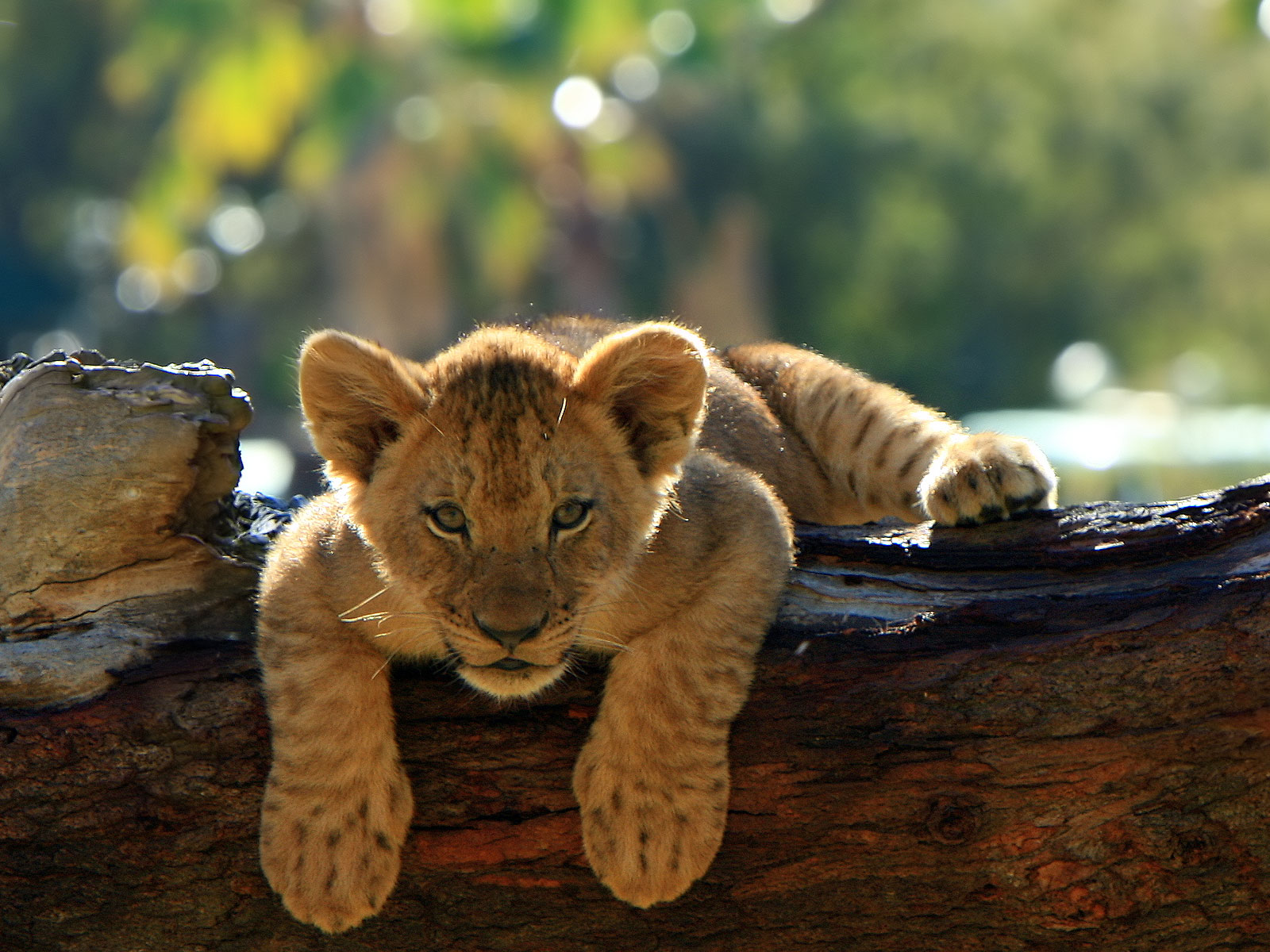 Lionceau, l'heure de la sieste