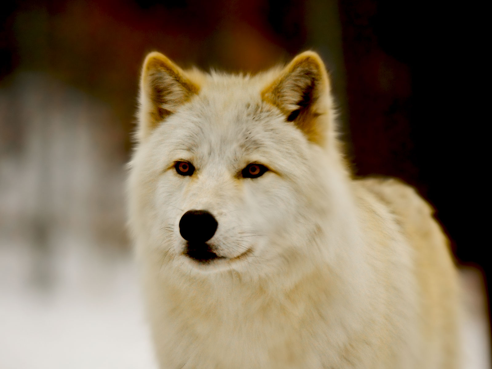 Loup d'arctique