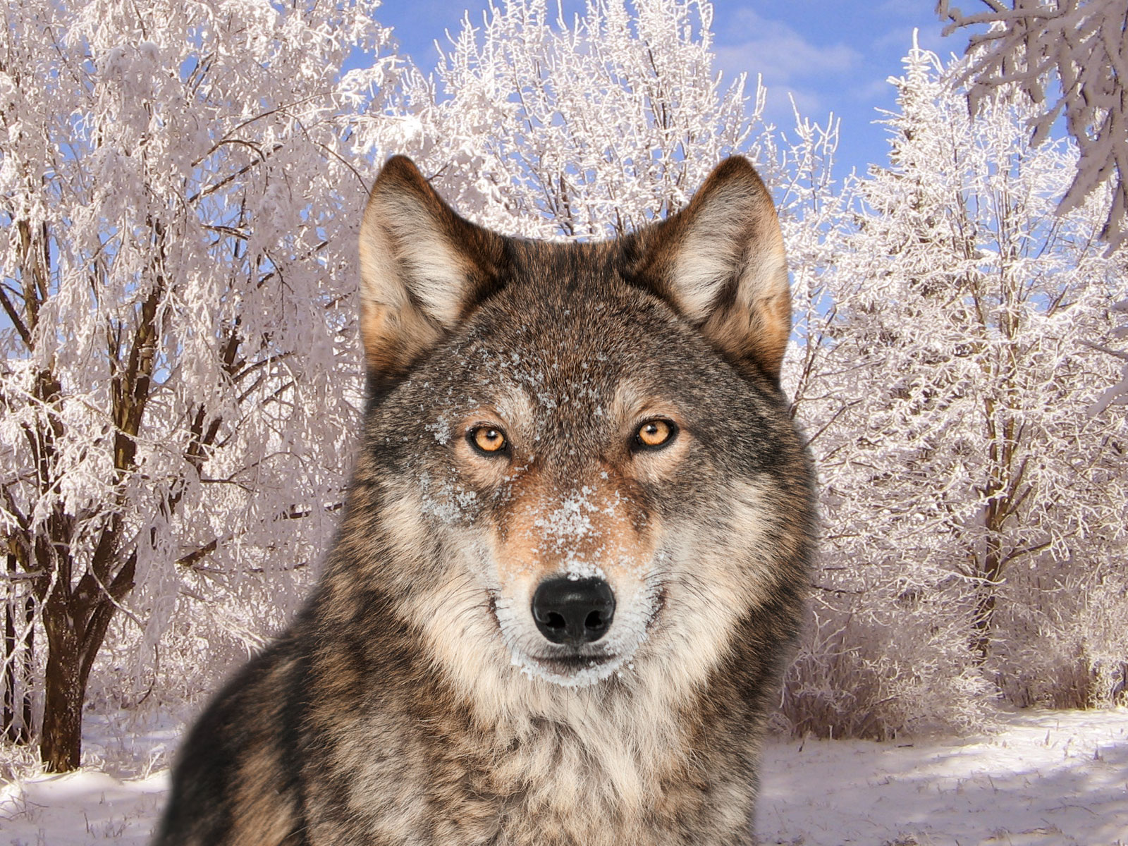 Loup gris Canis lupus