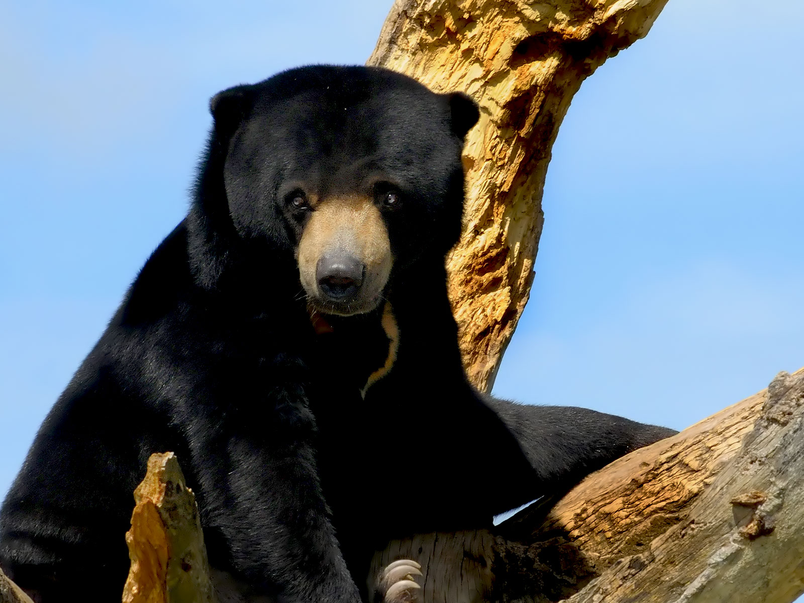 Ours noir de l'hymalaya